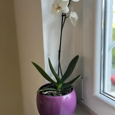 Luxury Lolipop * Сплит